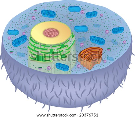 animal cell microscope. of an animal cell on white