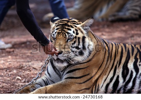 touching a chained tiger\'s nose