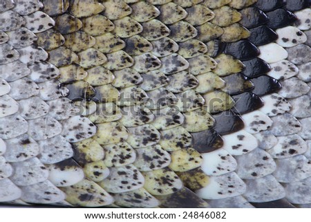 a close up shot of the scales of a snake