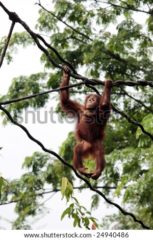 an orangutan swinging on the vines