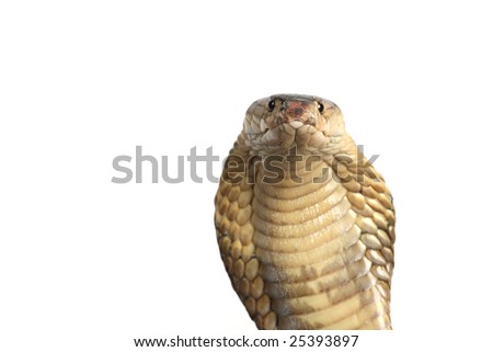 stock photo King cobra