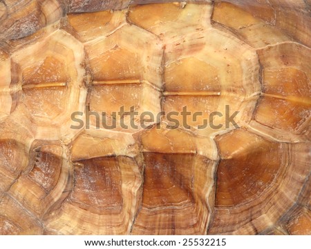 a close up of a turtle shell