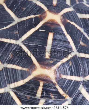 a macro photo of the texture of a tortoise shell