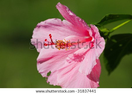 Green Hibiscus Flower