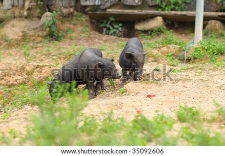 a photo of three pigs