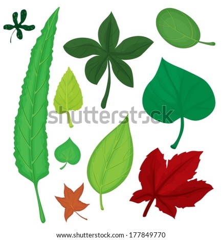 Illustration of leaves on a white background