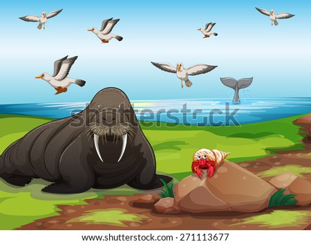 Walrus in beach foreground illustration