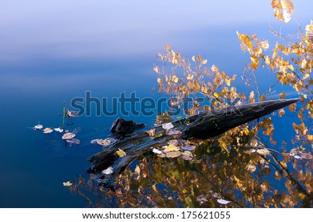 Piece of wood floating in a lake with leaves and reflection