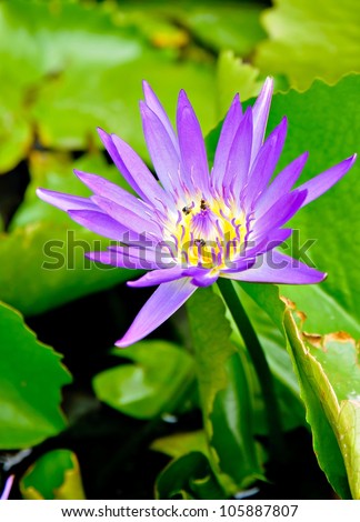 Purple Lotus on the River