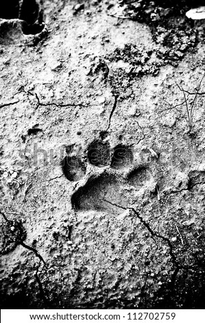 Monochrome dog footprint in dried land