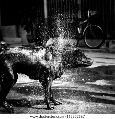 Monochrome flat coated retriever shaking off water after a swim
