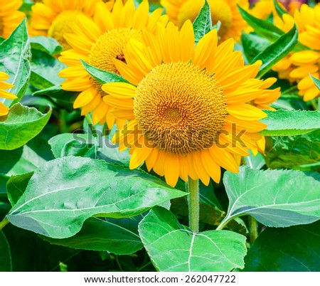 flower of sunflower. Sunflower