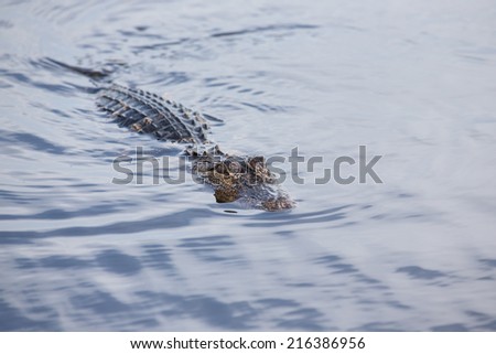 American alligator in tropical lake