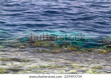 background of ocean floor in tropical green waters