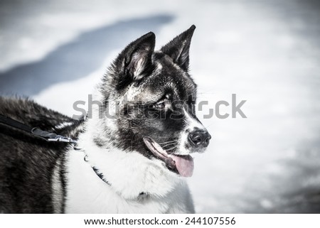 Dog with a large black wet nose and pink tongue. Close. Shallow depth of field.