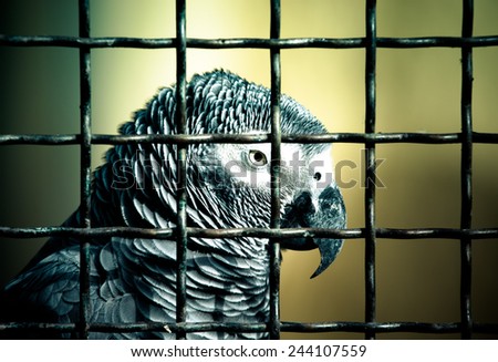 Jaco parrot in a cage. Toned.