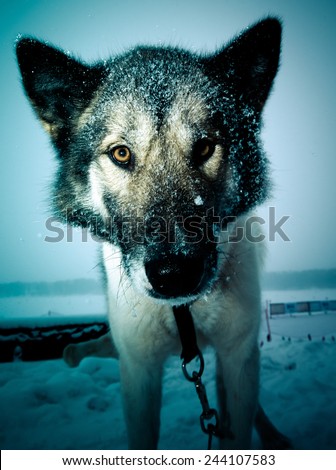 Muzzle dog with a large black wet nose. Close. Shallow depth of field. Toned.