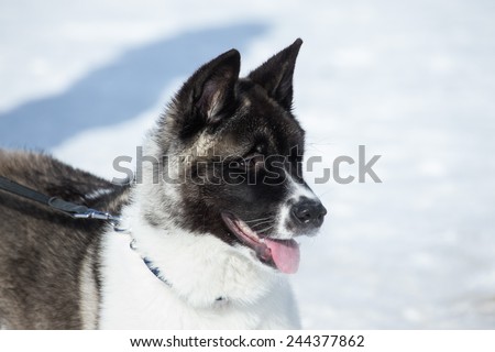 Dog with a large black wet nose and pink tongue. Close. Shallow depth of field.