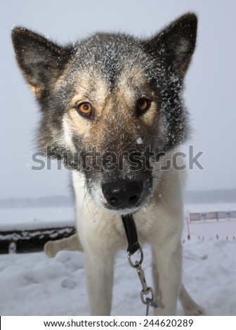 Muzzle dog with a large black wet nose. Close. Shallow depth of field.
