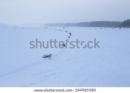 Spruce branches in the snow-covered field.
