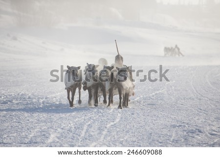 Reindeer herders racing on holiday. Shepherds competing in the speed of their reindeer teams. Deer quickly running in the snow.