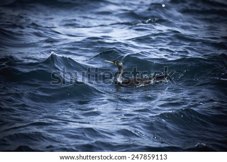 Cormorant is diving in choppy water. Shallow depth of field. Toned.