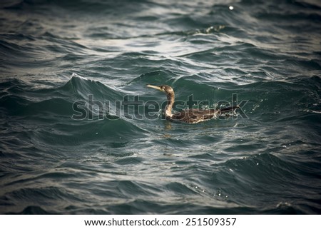 Cormorant is diving in choppy water. Shallow depth of field. Toned.
