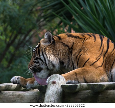 Adult tiger lying on wooden boards and licking his paw.