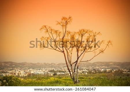 Green field with yellow flowers and alone tree. In the background is the city, the mountains and the sky. Toned.