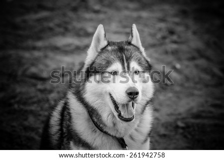 Portrait of husky dog with opened mouth. Toned.