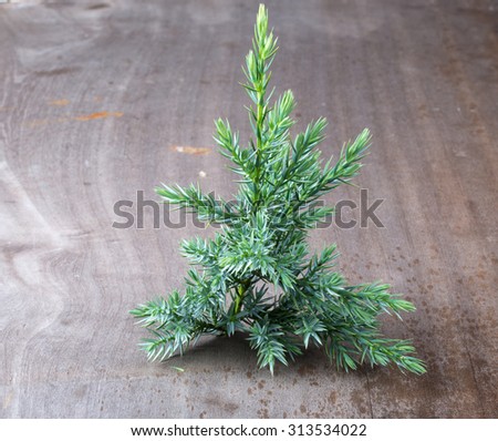 The branch of a Christmas tree in the background of the old wooden table board. Closeup.