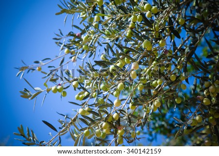 Olives on olive tree in autumn  season. Turkey in november. Selective focus. Toned.