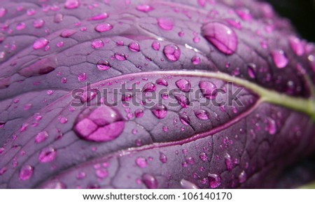 raindrops on a purple leaf