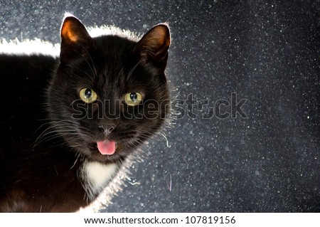 A cute silly little black cat with a white heart on his chest is sticking his tongue out and staring at the camera with a back light behind him on a black background