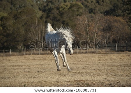 A beautiful gelding or male appaloosa or horse is leaping in the air and playing in a grassy field with trees in the background