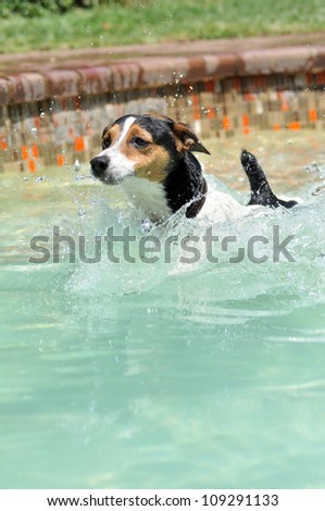 A beautiful male jack Russel dog is swimming in the pool,splashing,diving,jumping and playing in the cool water on hot summers day.