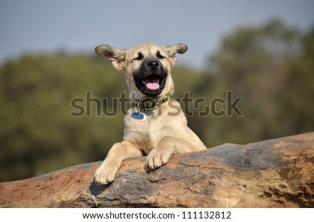 A cute male cream and black nosed Alsatian or German Shepard cross puppy or dog that has his paws resting on a log with his ears blowing in the wind and his mouth wide open smiling.