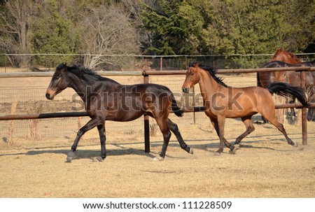 A stunning light bay and dark bay gelding horses prancing or trotting together along the fence line of their paddock or field