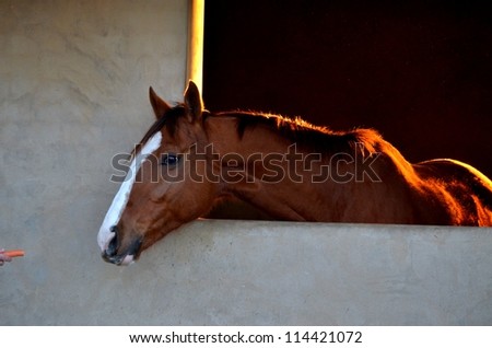 A young male horse with a white blaze on his head stretching or reaching out of a brick window, for a carrot out of a women's hand.