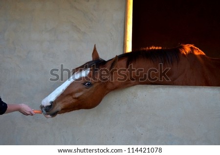 A young male horse with a white blaze on his head stretching or reaching out of a brick window, for a carrot out of a women\'s hand.