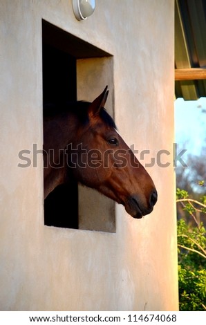 A stunning or beautiful and healthy thoroughbred  horse or gelding or stallion looking out the window of his stable or stall with ears pricked and looking happy and content.