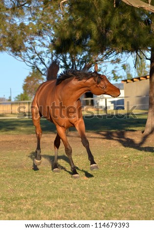 A stunning bay gelding horse is leaping playfully in the setting sunlight in his paddock that has green grass and green trees and a fence in the background