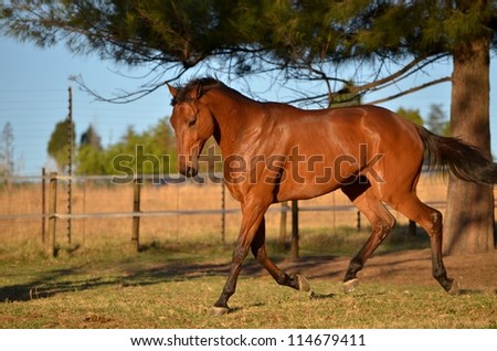 Bay Gelding Horse