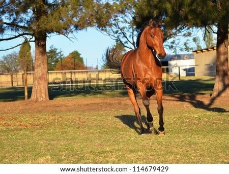 A stunning bay gelding horse is cantering in the setting sunlight in his paddock that has green grass and green trees and a fence in the background