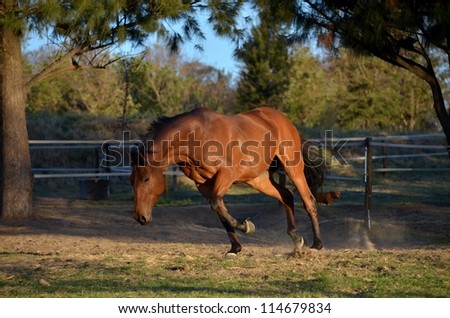 Bay Gelding Horse