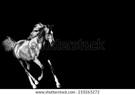 a black and white image of a arabian horse cantering on a isolated background