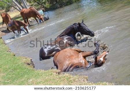 Two horses rolling in the water to cool off in summer