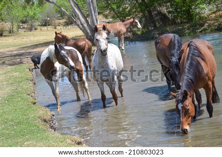 Two horses standing, with one looking away. in the water while another horse is drinking