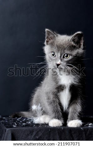 A cute grey kitten sitting on a black cloth on an isolated black background