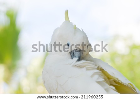 A cockatoo preening its white feathers on a green background